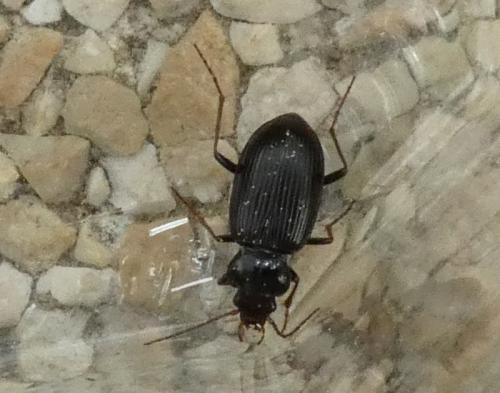 Réf. 317 173 : Nebria sp.